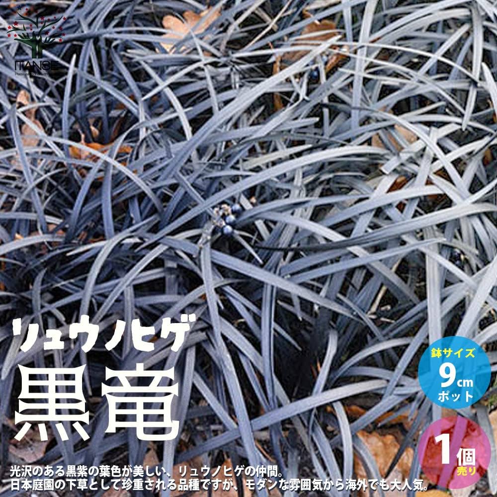 Amazon.co.jp: ITANSE リュウノヒゲ 黒竜 9cmポット 1個売り